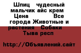 Шпиц - чудесный мальчик айс-крем › Цена ­ 20 000 - Все города Животные и растения » Собаки   . Тыва респ.